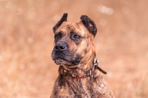 A Playful and Energetic Companion