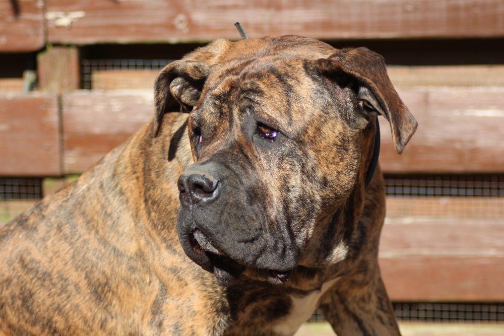 Alano Español Dog Breed