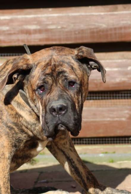 Alano Español Dog Breed
