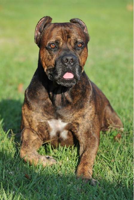 Alano Español Dog Breed