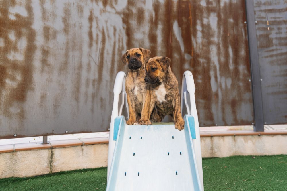 Grooming Needs