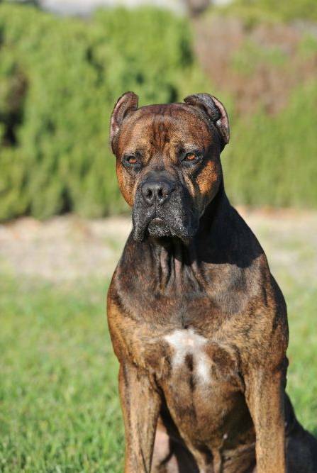 Preventive Care for Alano Español Puppies