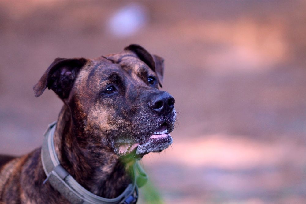 The Alano Español Breed Standard and Characteristics