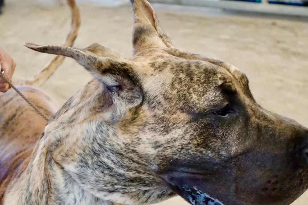 Understanding the Alano Español Breed